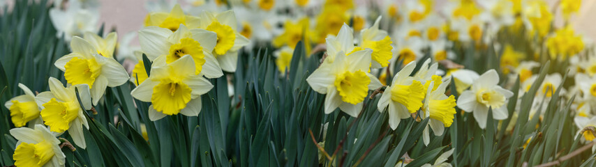 Obraz premium Easter floral flowers background panorama long - Beautiful blooming yellow daffodils (Narcissus pseudonarcissus), spring meadow
