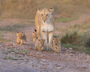 Lioness standing with four young cubs around her.   - obrazy, fototapety, plakaty