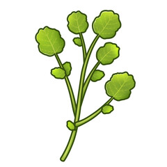 クレソン　イラスト素材