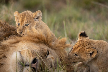 Fototapeta na wymiar Two young lion cubs playing with their Dad's mane. 