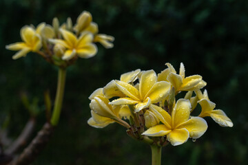 Closeup view of bright yellow plumeria or frangipani cluster of flowers in sunny outdoors tropical garden isolated on dark natural background after rain