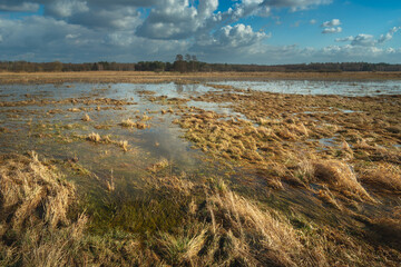 Landscape of a meadow flooded with rainwater, Czulczyce, Poland