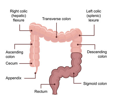 Anatomy of the Large Intestine colon. Medical diagram with term