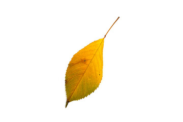 Autumn hornbeam leaf on a white background