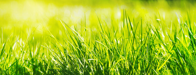 gras grashalme wiese natur sonne banner