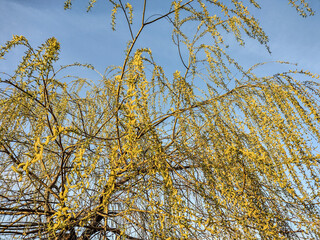willow tree in the spring - Romania
