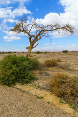 Fototapeta na wymiar Desert landscape, dry acacia tree, northern Arava