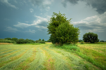 A mowed meadow with bushes and a cloudy sky, Nowiny, Poland