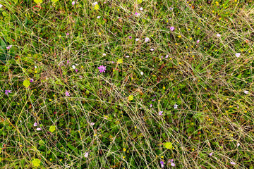 Texture of green grass. Natural background.