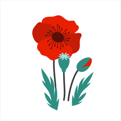 Poppy. Flower, bud and foliage. Illustration isolated on white background