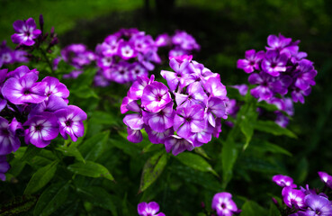 Fototapeta premium A bush with purple flowers in the garden.Beautiful summer flowers on a flower bed in the park.