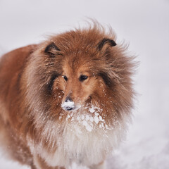 Portrait of a Scottish Shepherd in winter on a background of snow