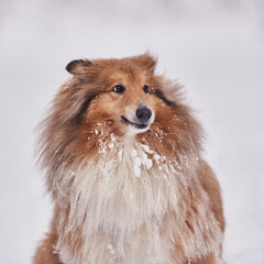 Portrait of a Scottish Shepherd in winter on a background of snow