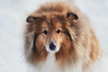 Portrait of a Scottish Shepherd in winter on a background of snow