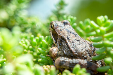 A brown frog is sitting in green plants