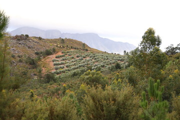 Fototapeta na wymiar A view of an olive orchard on a mountainside in Slanghoek, South Africa.