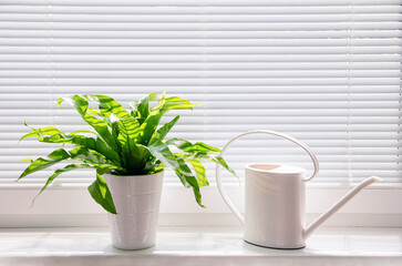 Watering can and green plant on windowsill. Growing at home. Care of plants.