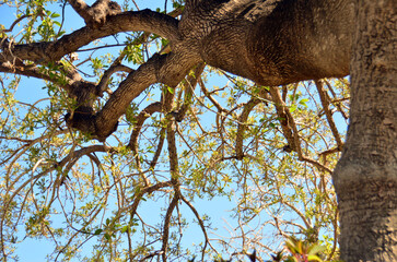 Obraz premium bajo las ramas del arbol