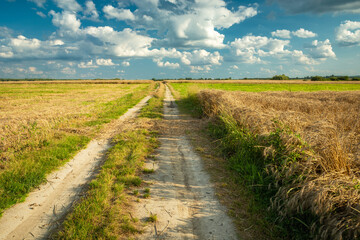 Fototapeta na wymiar Country road through fields with grain and mowed field