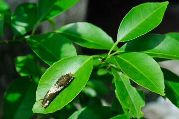 a stripe brown-white caterpillar on green leaves