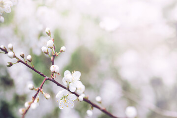 Bright flowering cherry tree branch with white flowers on blurred neutral white and green...