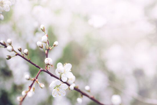 Bright flowering cherry tree branch with white flowers on blurred neutral white and green background with leaves bokeh. Trendy neutral light floral nature spring blossom design copy space for text
