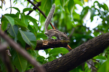 Indian palm squirrel (Funambulus palmarum) on the tree.