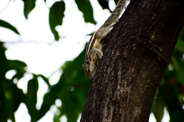 Indian palm squirrel (Funambulus palmarum) on the tree.