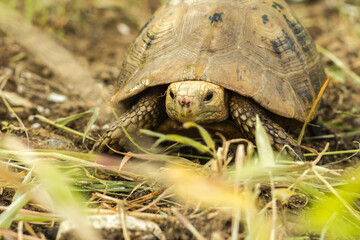 turtle from the mountain