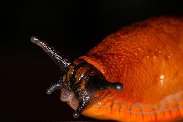 Nacktschnecke