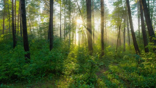 Morning summer foggy forest nature. Rich green foliage, light fog and sunrays shining through the trees. Beautiful sunlight in the forest. 
