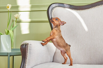 Curious miniature pinscher puppy playing on the couch