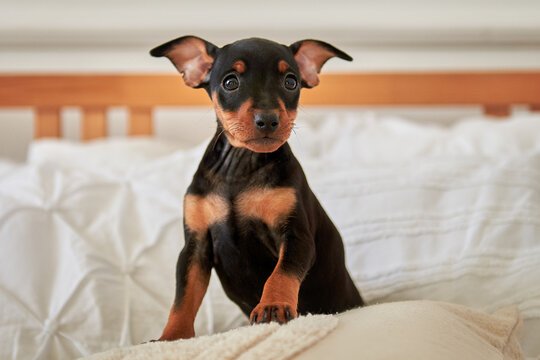 Portrait of a black and tan miniature pinscher puppy