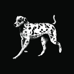 dalmatian illustration isolated on black background