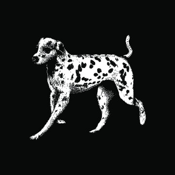 recommend clip art: dalmatian illustration isolated on black background