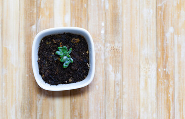 Tiny Succulent Plant in a squared white pot