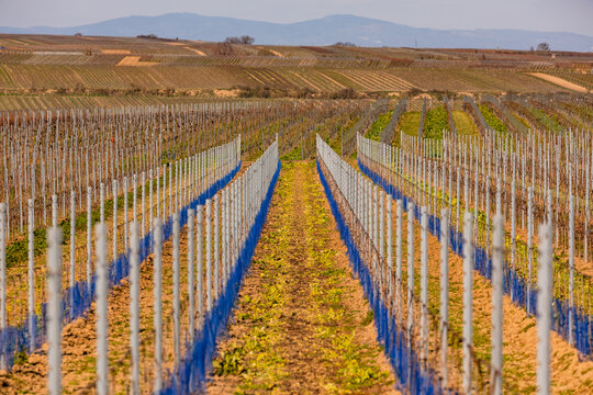 vanishing point perspective along the rows of vines of a vineyard to the horizon, Germany