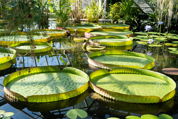 Greenhouse with tropical Victoria amazonica. Pond in glasshouse with giant water lily and aquatic...