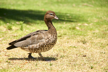 Australische Holz Ente