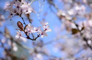 cherry tree blossom