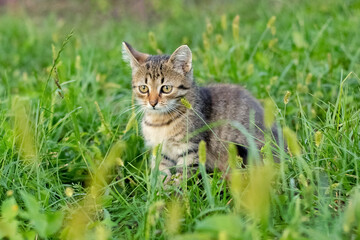 Small striped kitten in the garden among the thick green grass