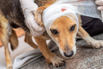 The vet applies a bandage to the injured dog's head