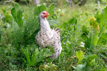 White spotted chicken in the garden among the green grass, breeding chickens on the farm