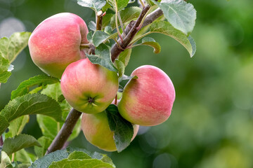 Ripe red apples in the garden on a tree. Apple harvest