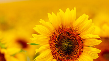 Yellow sunflower flower close up in a field. Background from sunflower flowers