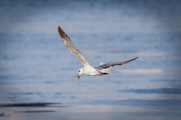 Seagull in flight