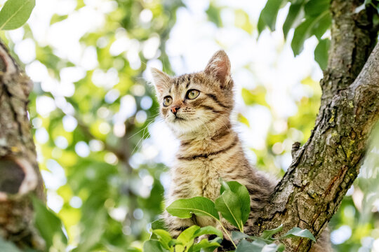 Little cute kitten in the garden on a tree