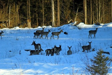 European red deer (Cervus elaphus) in a forest clearing on a sunny winter day. Females, young male and small fawns.