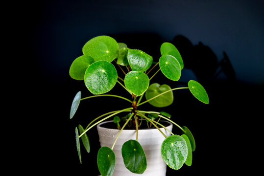 Ufo plant deals