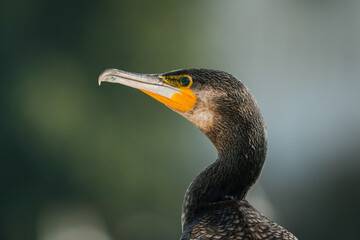 Cormorant 